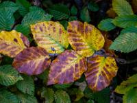 Vielfarbige Blätter an Strauchzweig